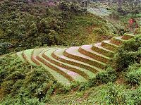 World & Travel: paddy fields, rice terraces