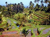 Trek.Today search results: paddy fields, rice terraces