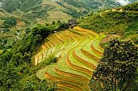 World & Travel: paddy fields, rice terraces