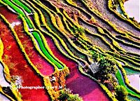 Trek.Today search results: paddy fields, rice terraces