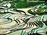 Trek.Today search results: paddy fields, rice terraces