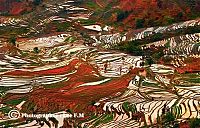 World & Travel: paddy fields, rice terraces