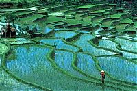 World & Travel: paddy fields, rice terraces