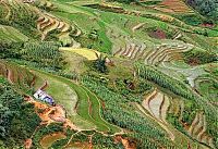 World & Travel: paddy fields, rice terraces