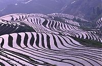 World & Travel: paddy fields, rice terraces