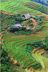 World & Travel: paddy fields, rice terraces