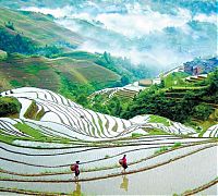 Trek.Today search results: paddy fields, rice terraces