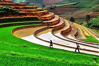 World & Travel: paddy fields, rice terraces