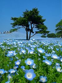 World & Travel: Hitachi Seaside Park, Hitachinaka, Ibaraki, Japan
