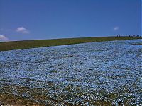 Trek.Today search results: Hitachi Seaside Park, Hitachinaka, Ibaraki, Japan