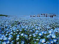 Trek.Today search results: Hitachi Seaside Park, Hitachinaka, Ibaraki, Japan