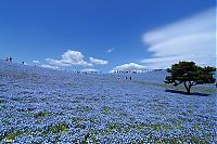 World & Travel: Hitachi Seaside Park, Hitachinaka, Ibaraki, Japan