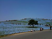 World & Travel: Hitachi Seaside Park, Hitachinaka, Ibaraki, Japan