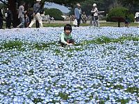 Trek.Today search results: Hitachi Seaside Park, Hitachinaka, Ibaraki, Japan