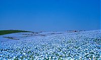 World & Travel: Hitachi Seaside Park, Hitachinaka, Ibaraki, Japan