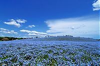 World & Travel: Hitachi Seaside Park, Hitachinaka, Ibaraki, Japan