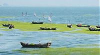 Trek.Today search results: Seaweeds invade the shores of China