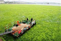 Trek.Today search results: Seaweeds invade the shores of China