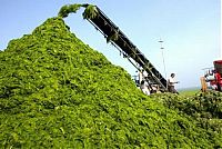 World & Travel: Seaweeds invade the shores of China