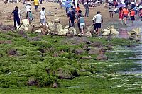 Trek.Today search results: Seaweeds invade the shores of China