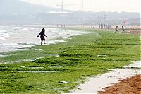 World & Travel: Seaweeds invade the shores of China