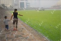 Trek.Today search results: Seaweeds invade the shores of China