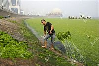 Trek.Today search results: Seaweeds invade the shores of China