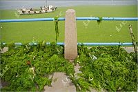 Trek.Today search results: Seaweeds invade the shores of China