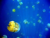 World & Travel: Jellyfish Lake, Eil Malk island, Palau, Pacific Ocean