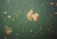 World & Travel: Jellyfish Lake, Eil Malk island, Palau, Pacific Ocean