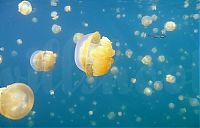 World & Travel: Jellyfish Lake, Eil Malk island, Palau, Pacific Ocean