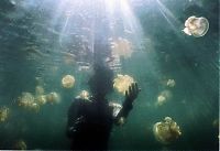 World & Travel: Jellyfish Lake, Eil Malk island, Palau, Pacific Ocean