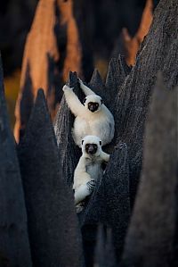 Tsingy de Bemaraha, Melaky Region, Madagascar