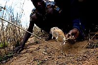 Rat catchers, Madamba, Mozambique