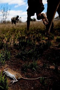 World & Travel: Rat catchers, Madamba, Mozambique