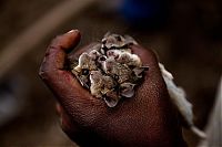World & Travel: Rat catchers, Madamba, Mozambique