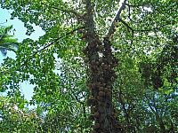 Trek.Today search results: Couroupita Guianensis, Cannonball Tree