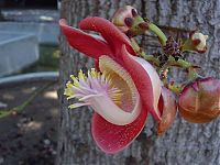 Trek.Today search results: Couroupita Guianensis, Cannonball Tree