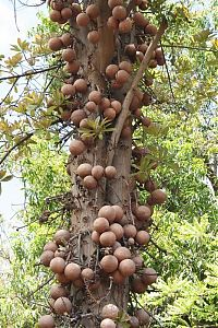 Trek.Today search results: Couroupita Guianensis, Cannonball Tree