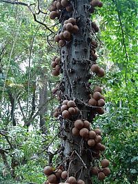 Trek.Today search results: Couroupita Guianensis, Cannonball Tree