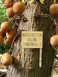 World & Travel: Couroupita Guianensis, Cannonball Tree