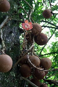 World & Travel: Couroupita Guianensis, Cannonball Tree