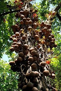 Trek.Today search results: Couroupita Guianensis, Cannonball Tree