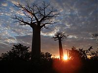 Trek.Today search results: Grandidier's Baobab