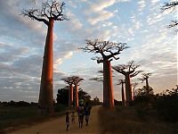 Trek.Today search results: Grandidier's Baobab