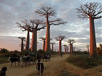 Trek.Today search results: Grandidier's Baobab