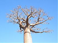 Trek.Today search results: Grandidier's Baobab