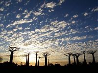 Trek.Today search results: Grandidier's Baobab