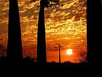 Trek.Today search results: Grandidier's Baobab