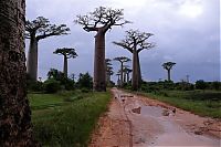 Trek.Today search results: Grandidier's Baobab